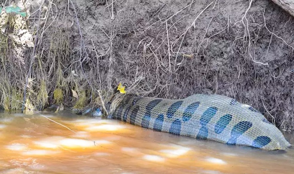 Sucuri de 6 metros é flagrada boiando em rio após engolir presa em MS