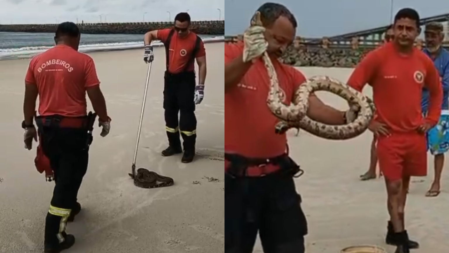 [VÍDEO] Cobra é capturada pelos bombeiros em praia no RN