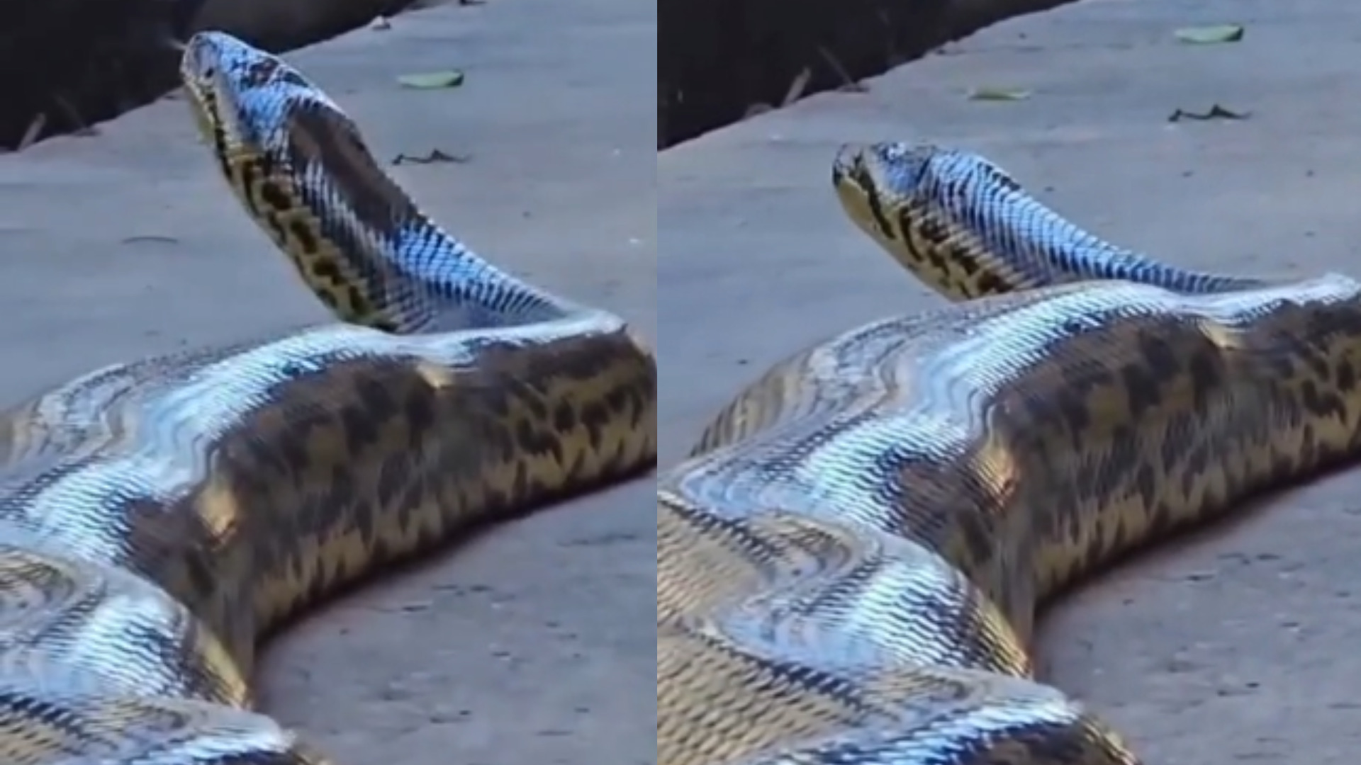 VÍDEO - 'Simplesmente magnífica’: sucuri-amarela gigante é vista em hotel no Pantanal