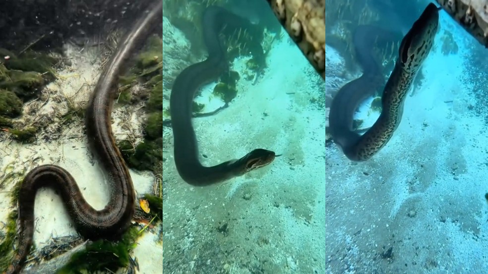 Cobra gigante de 8 metros fascina visitantes nas águas cristalinas do Rio Sucuri