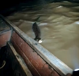 VIDEO - Pescador flagra sucuri gigante tentando subir em canoa no rio