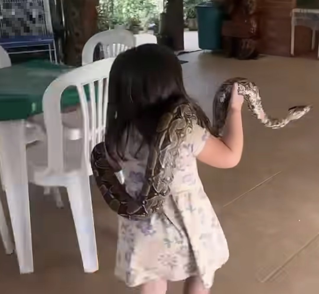 VIDEO - Criança de 3 anos surpreende e assusta família ao entrar dentro de casa com cobra no pescoço