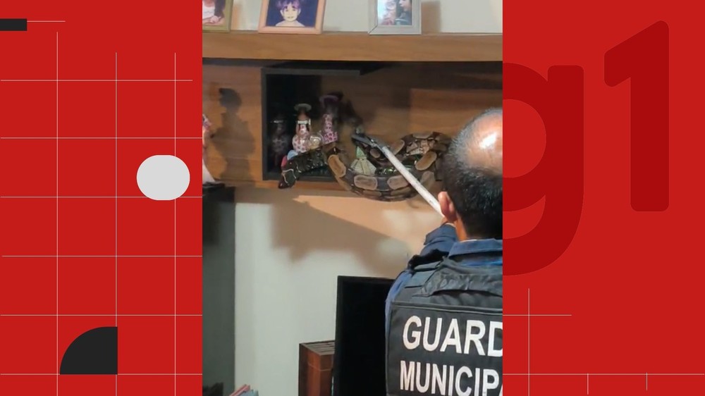 VÍDEO: Jiboia invade casa, sobe em estante e moradora pensa que gato de estimação fazia bagunça