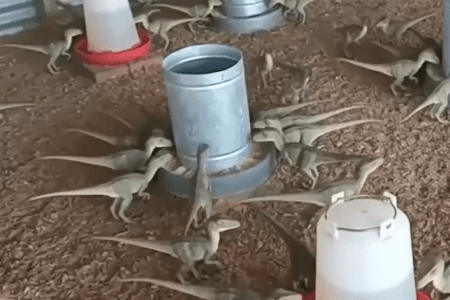 Homem acredita em anúncio na web e quase compra 'mini dinossauros' por R$500 em Minas; veja vídeo