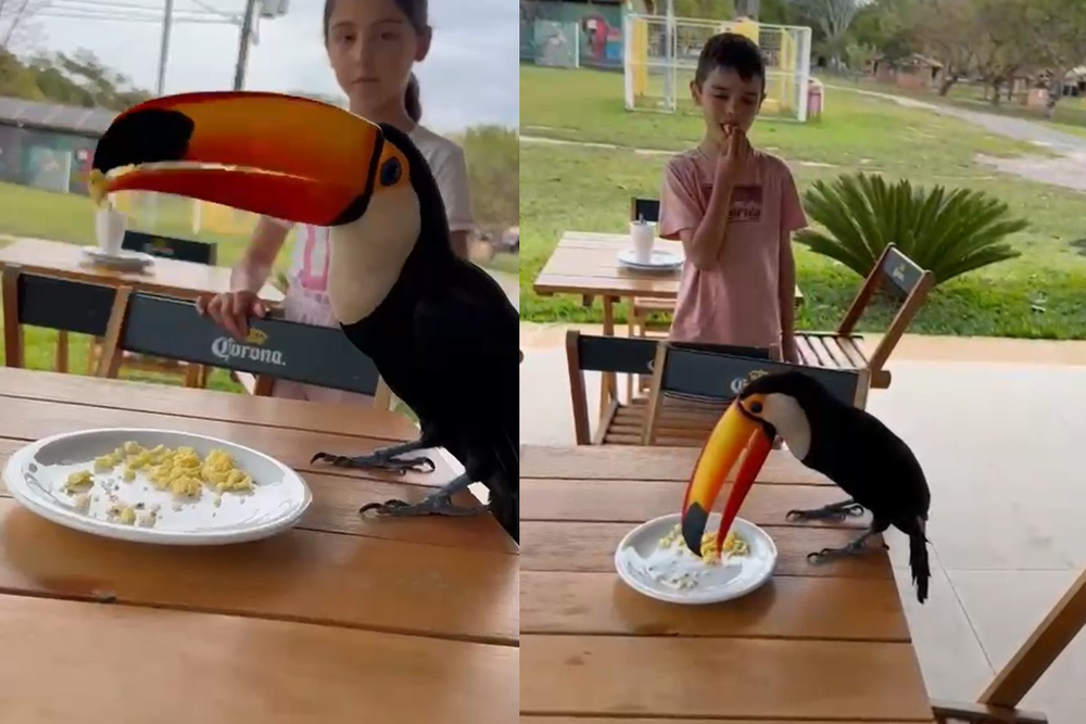 VIDEO - Tucano 'intruso' surpreende família gaúcha durante café da manhã em Bonito