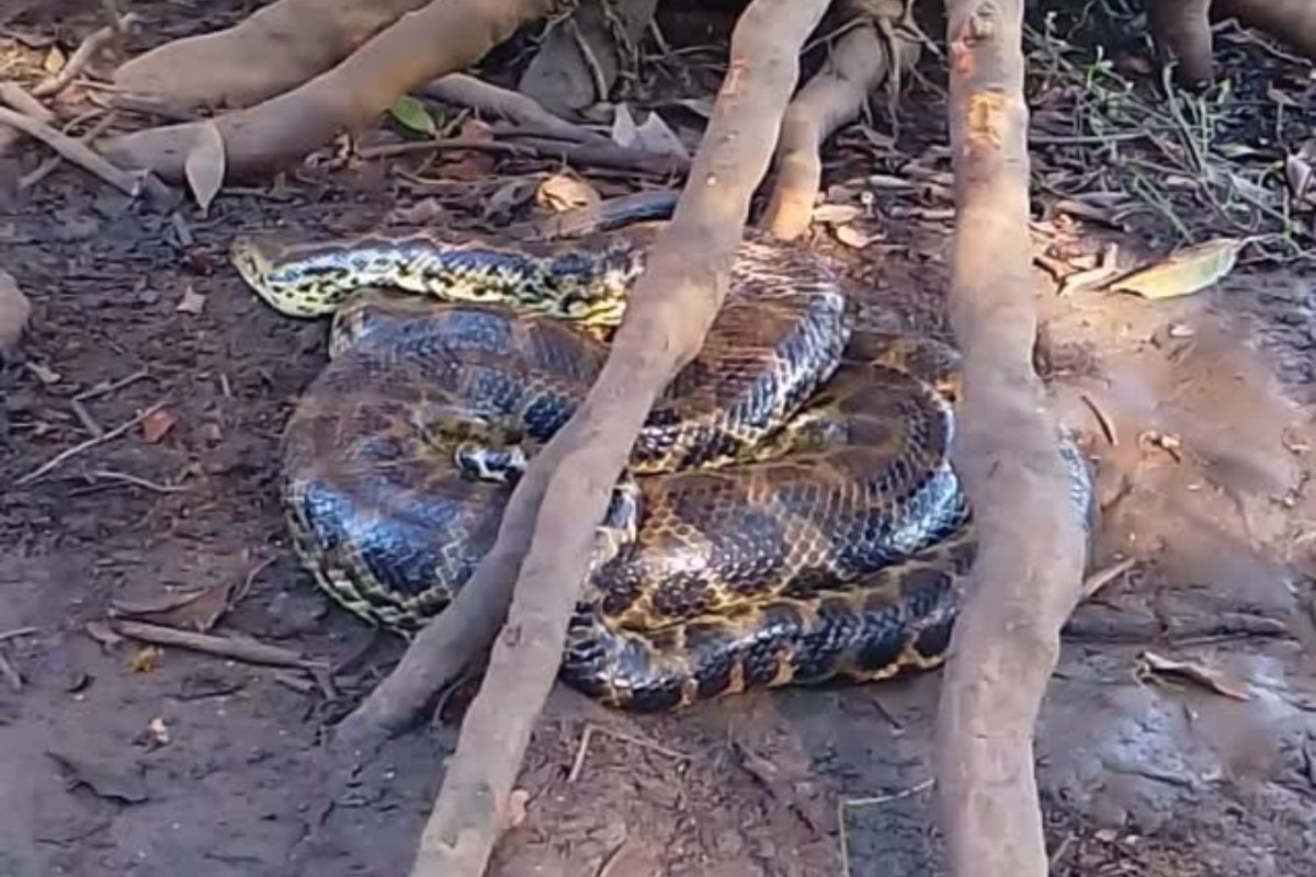 VIDEO: sucuri gigante presa em rede de pesca é restagada no Pantanal