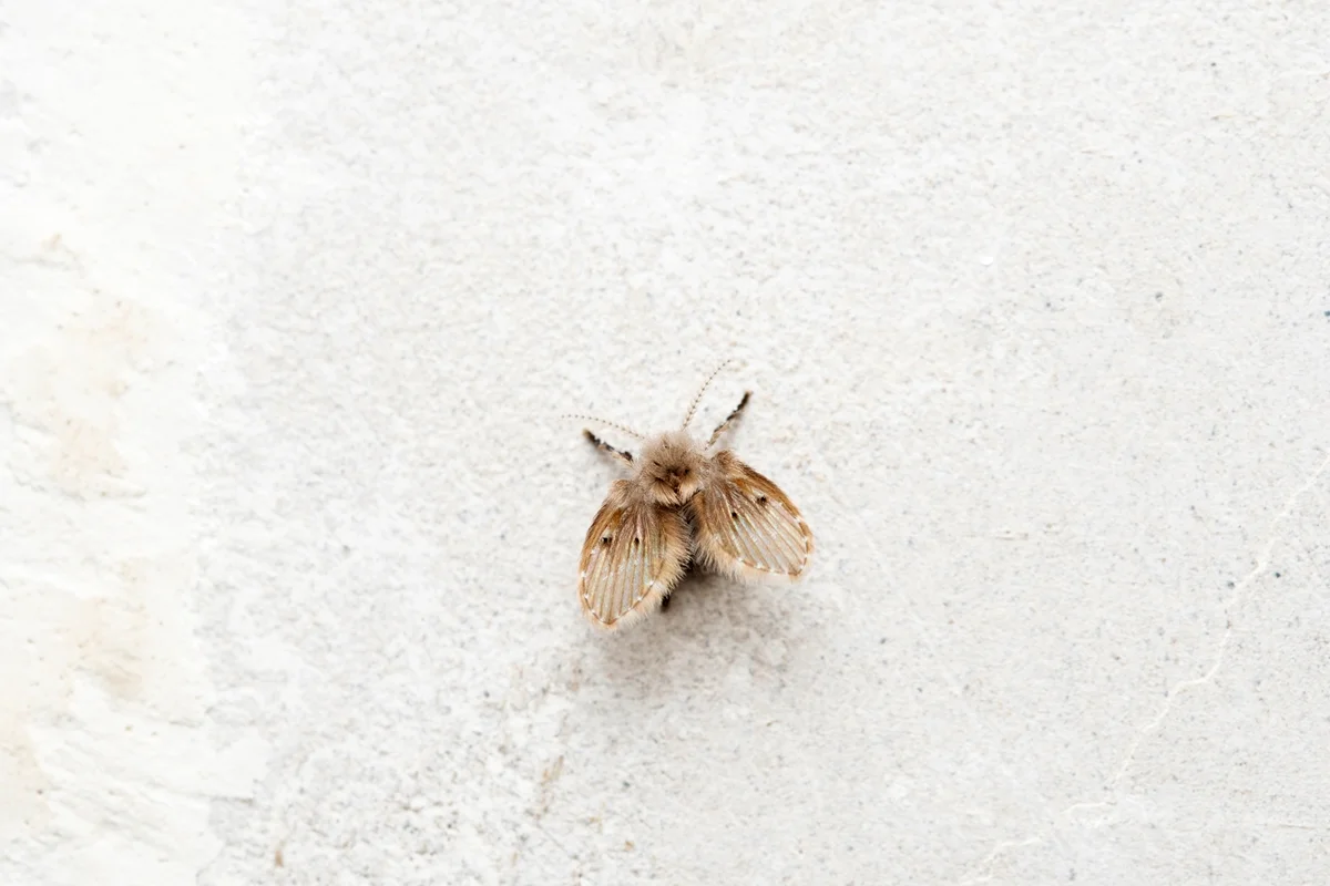 Mito ou verdade? Entenda se mosquito no banheiro é sinal de sujeira