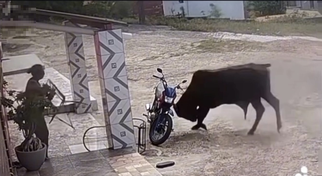 VIDEO - Mulher passa por momentos de tensão com boi solto em rua no interior do RN