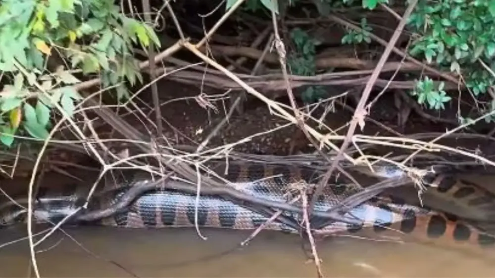 VÍDEO - Pescador flagra sucuri gigante fazendo digestão