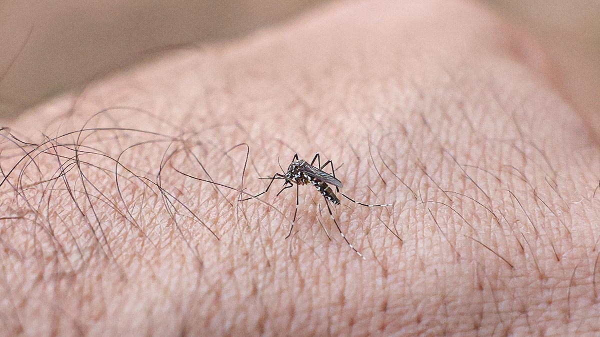 Por que algumas pessoas atraem mais mosquitos que outras? Saiba