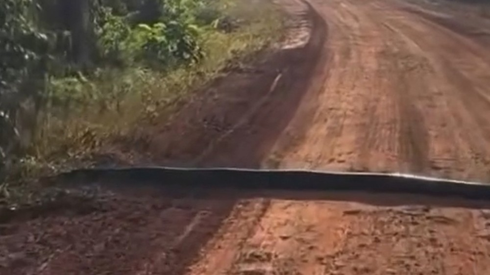 VÍDEO: cobra gigante atravessa estrada e é comparada com quebra-molas